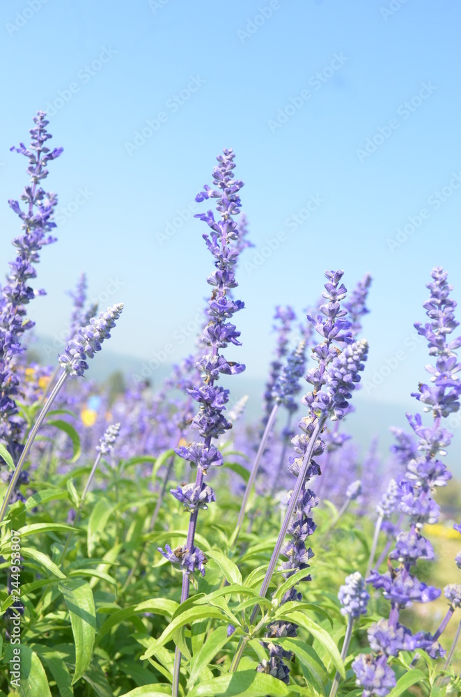 Obraz premium Beautiful Purple Flower in Garden.