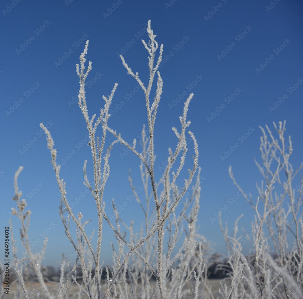Fototapeta premium frozen landscape at the edge of the field