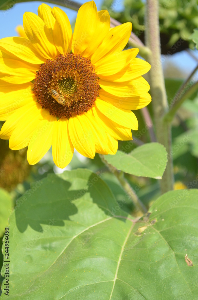 Naklejka premium Beautiful Yellow Flower in Garden.
