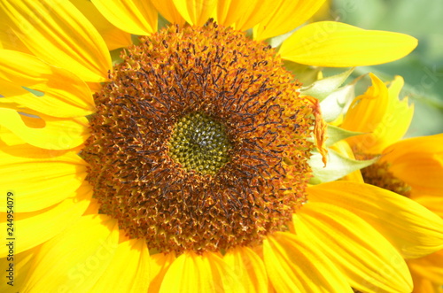 Beautiful Yellow Flower in Garden.