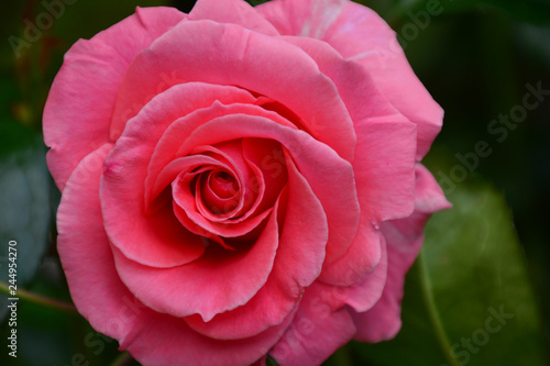 rosa Rose 