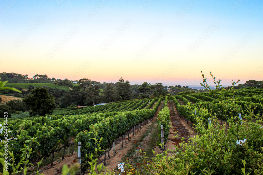 Sunset at Constantia Glen vineyard in the wine lands of Cape Town, South Africa