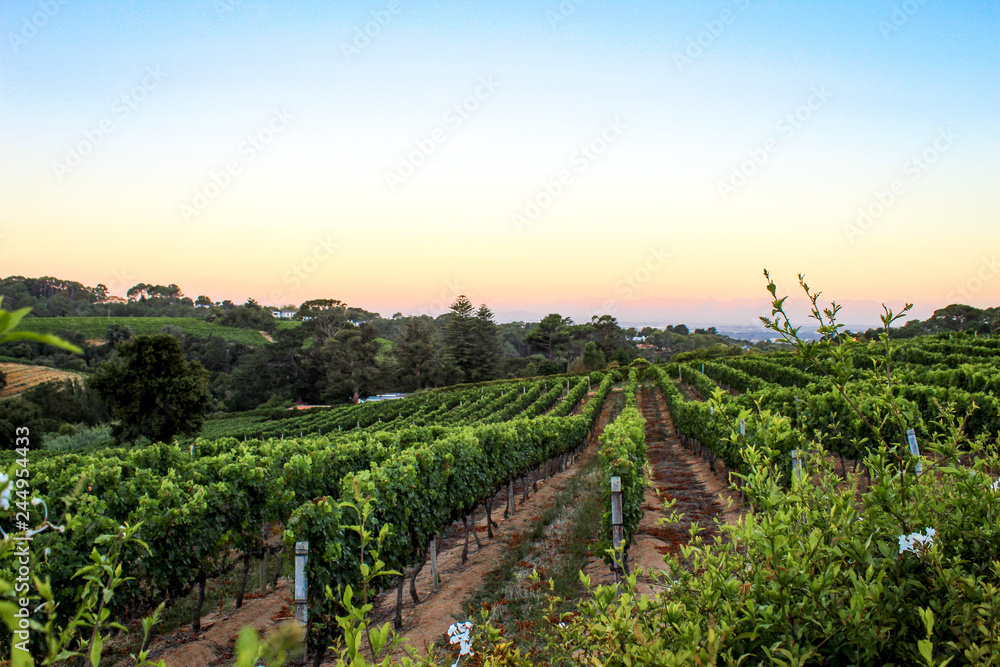 Naklejka premium Sunset at Constantia Glen vineyard in the wine lands of Cape Town, South Africa