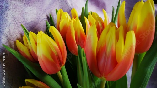 Tulpe 1