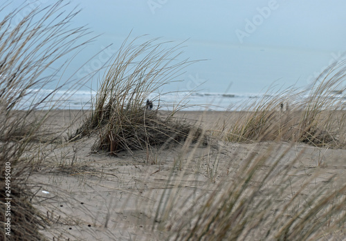 Grass covered sand dunes on the shores of the North Sea in the Netherlands. Taken near Noordwijk am Zee.