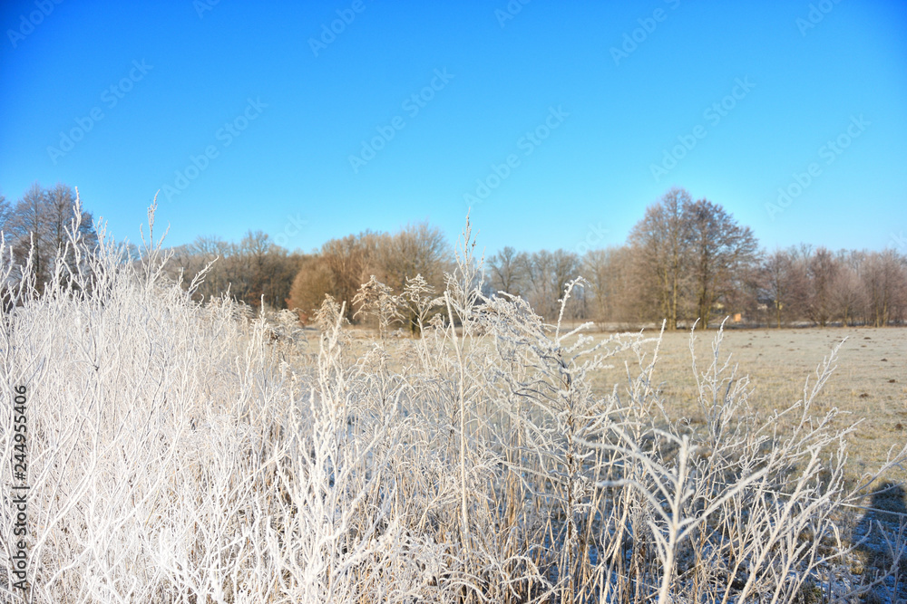frozen landscape at the edge of the field frozen landscape at the edge of the field