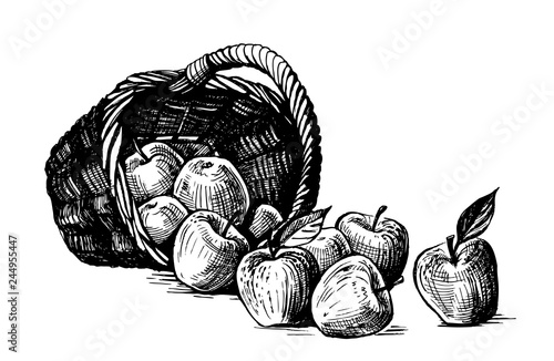 basket with apple, hand drawing vector