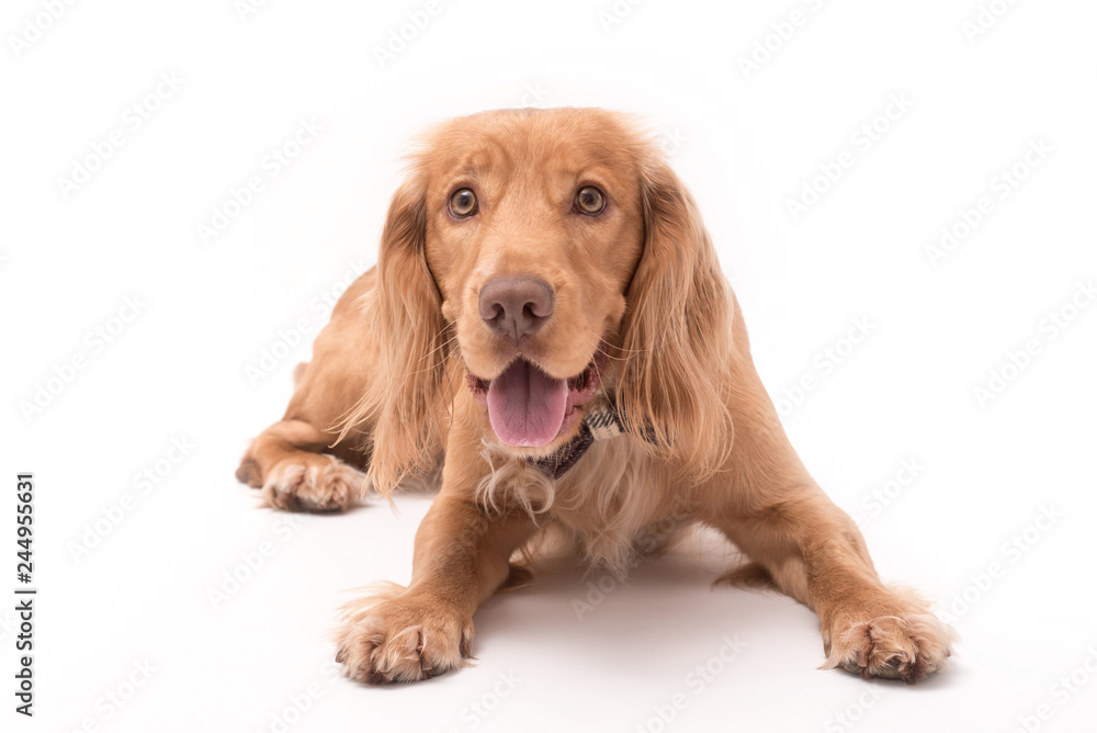 Golden cocker spaniel dog photo shoot isolated on white background