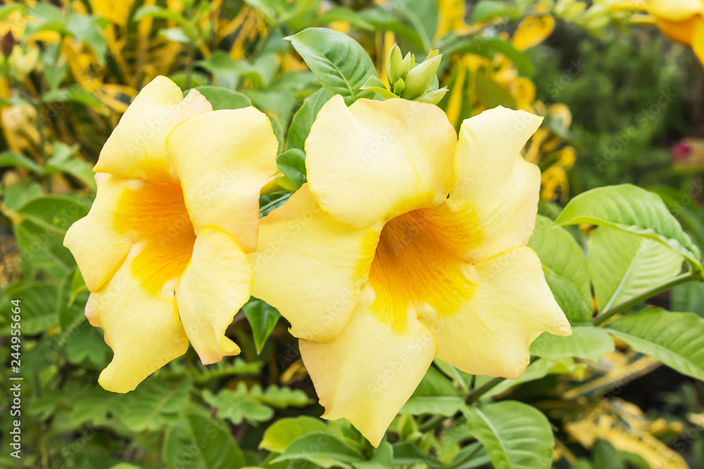 Beautiful yellow flowers in the garden. Beautiful yellow flowers in the garden.