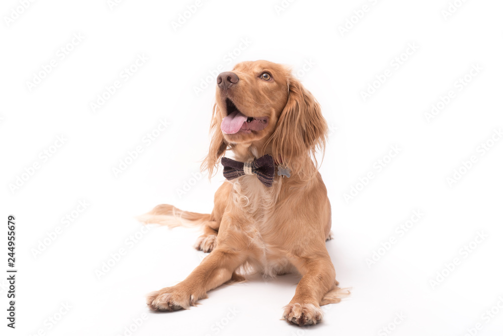 Golden cocker spaniel dog wearing a bow tie having a photo shoot isolated on white background