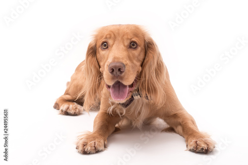 Golden cocker spaniel dog photo shoot isolated on white background