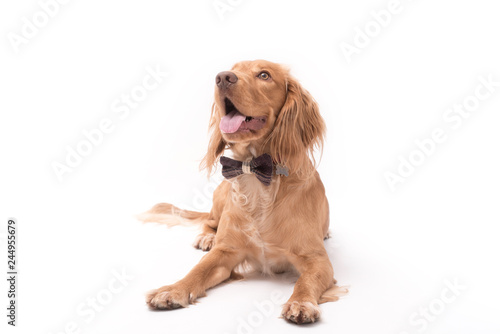 Golden cocker spaniel dog wearing a bow tie having a photo shoot isolated on white background © Life in Pixels