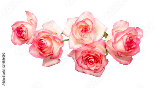 five pink roses on a white background, beautiful fresh roses,