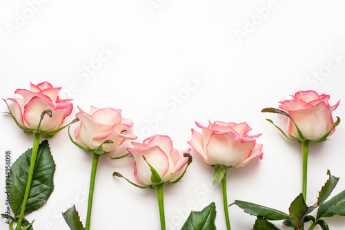 Five pink roses on a white background, beautiful fresh roses.