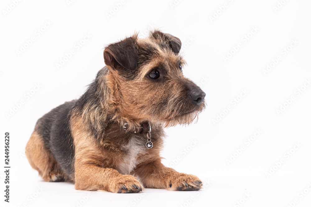 small border terrier dog isolated on white background small border terrier dog isolated on white background