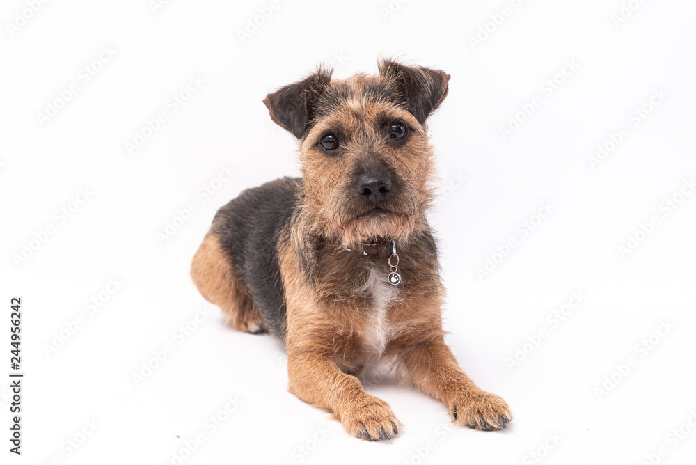 small border terrier dog isolated on white background small border terrier dog isolated on white background