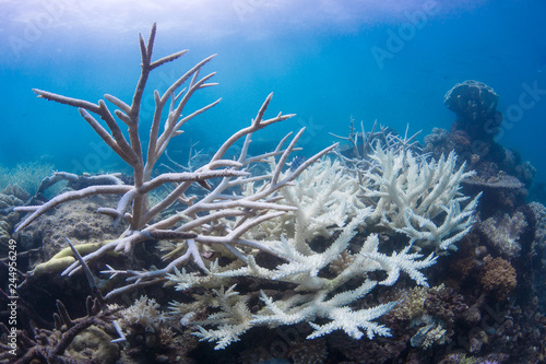 Coral bleaching with blue water on reef in Australia, Great Barrier Reef