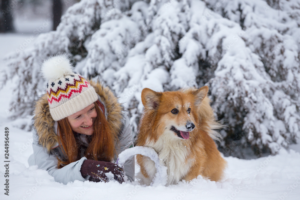 corgi fluffy portrait corgi fluffy portrait