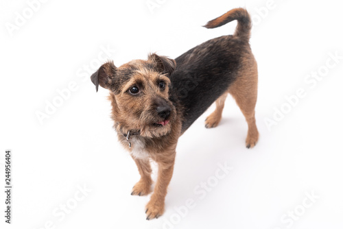 small border terrier dog isolated on white background