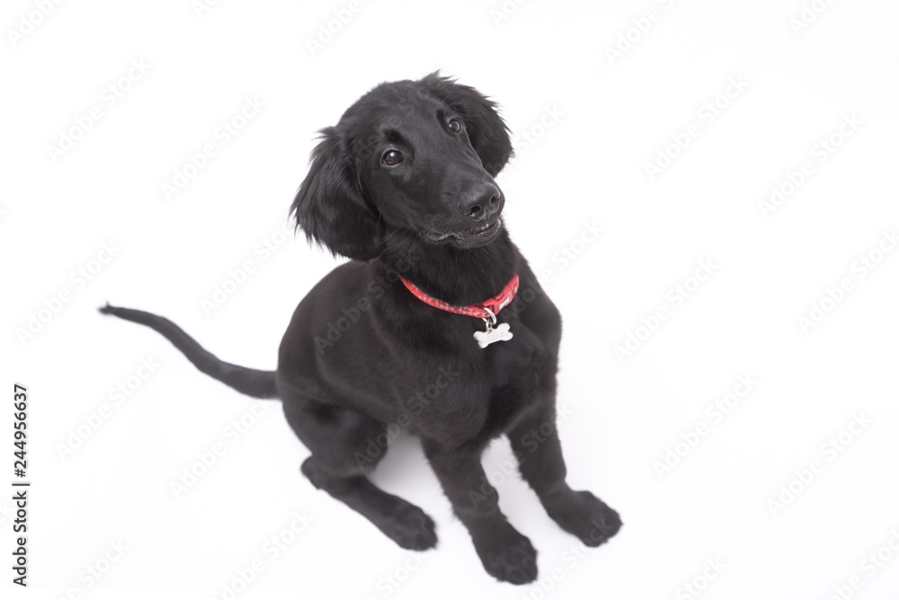 Obraz premium a black Labrador puppy isolated on white background