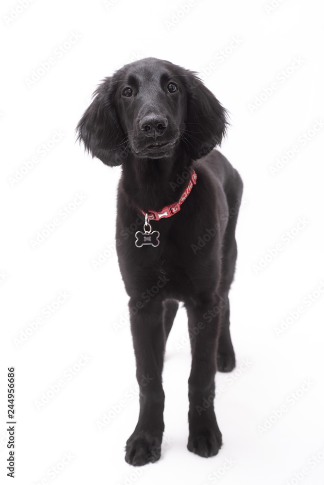 a black Labrador puppy isolated on white background