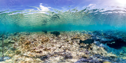 Fototapeta Naklejka Na Ścianę i Meble -  Healthy coral reef and school of fish in Palmyra panorama