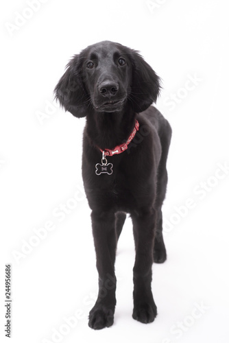 Fototapeta Naklejka Na Ścianę i Meble -  a black Labrador puppy isolated on white background