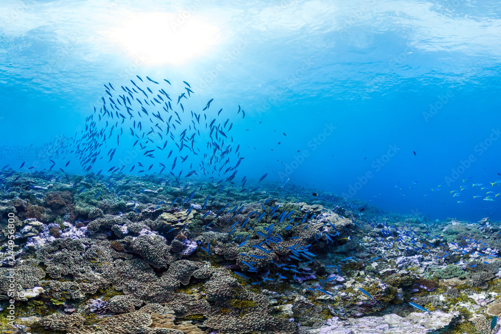 Healthy coral reef and fish in Palmyra