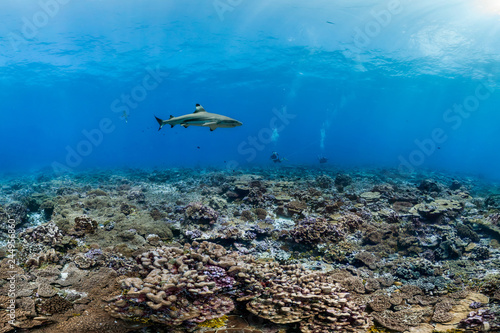 Shark on healthy coral reed in Palmyra