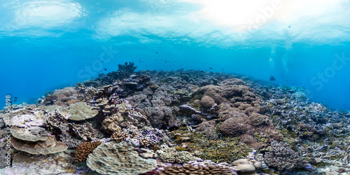 Healthy coral reef in Palmyra panorama