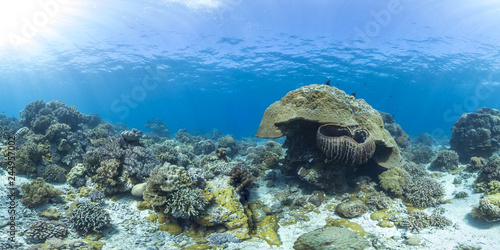 Fototapeta Naklejka Na Ścianę i Meble -  Healthy coral reef in the Philippines panorama