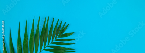 Tropical palm leaves on color paper background