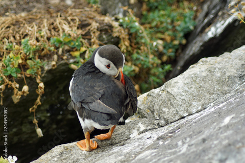 puffins at the Skellig islands photo