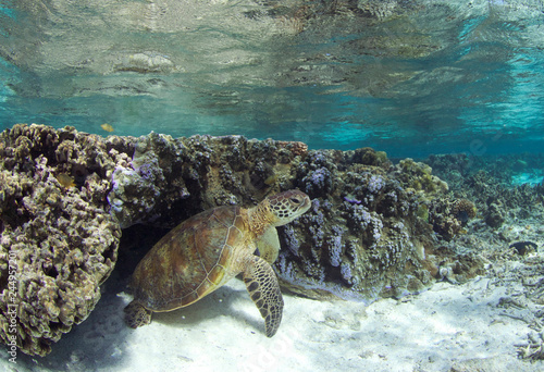 Sea turtle on healthy coral reef