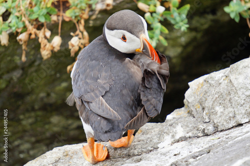 puffins at the Skellig islands photo