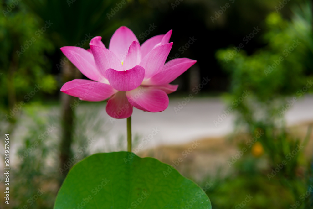 Obraz premium Pink Lotus flower blooming in garden background.