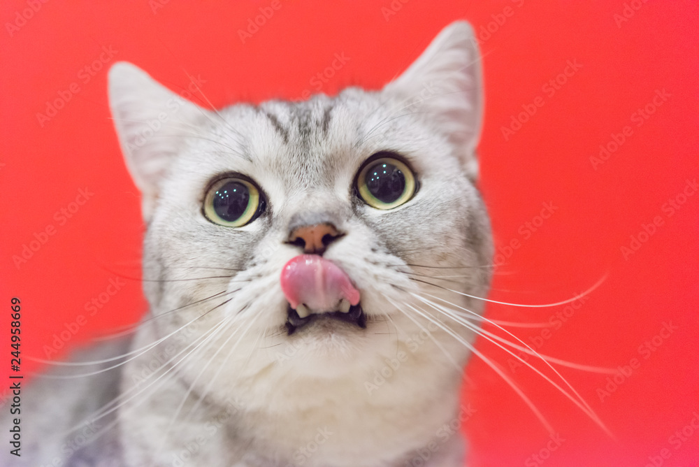 Portrait of a scottish fold cat.Face of scottish fold cat Portrait of a scottish fold cat.Face of scottish fold cat