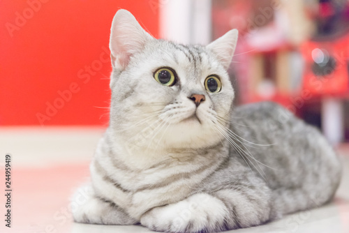 Fototapeta Naklejka Na Ścianę i Meble -  Portrait of a scottish fold cat.Face of scottish fold cat