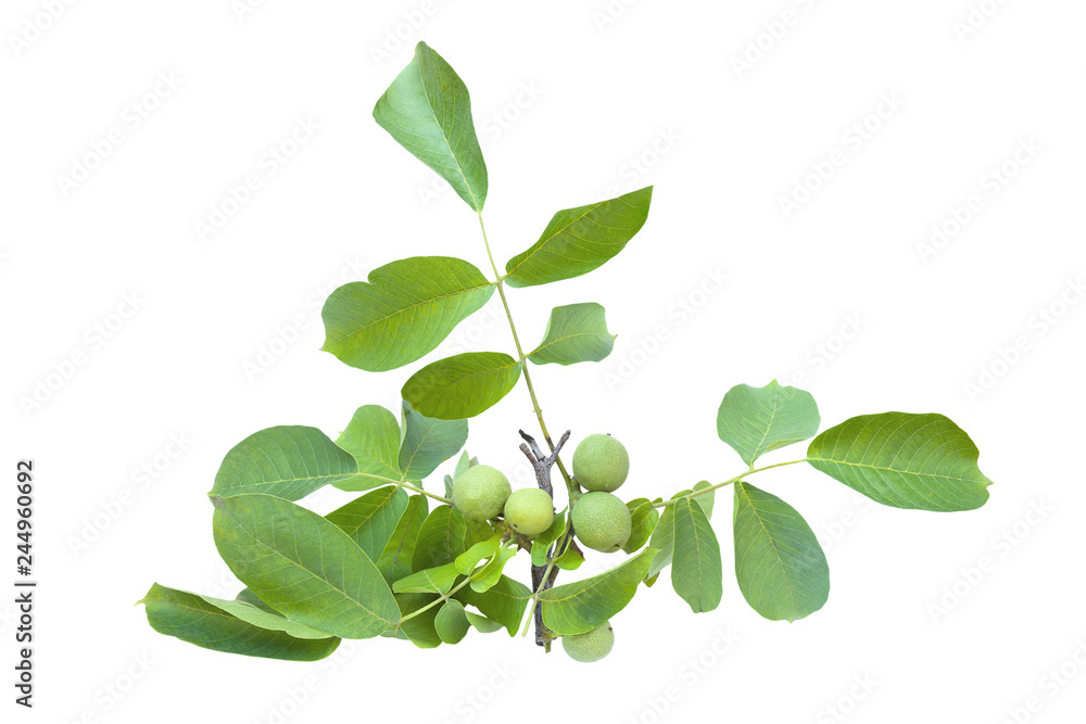 Walnuts ( juglans regia) fruits green tree branch isolated on a white background Walnuts ( juglans regia) fruits green tree branch isolated on a white background