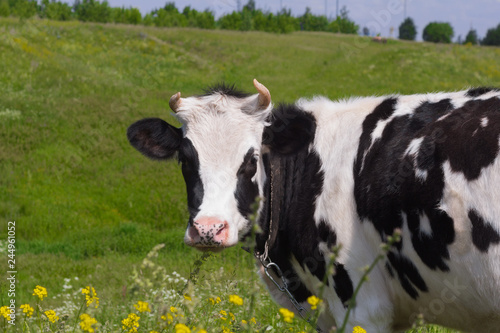 village cow grazing in a meadow, looking at the camera