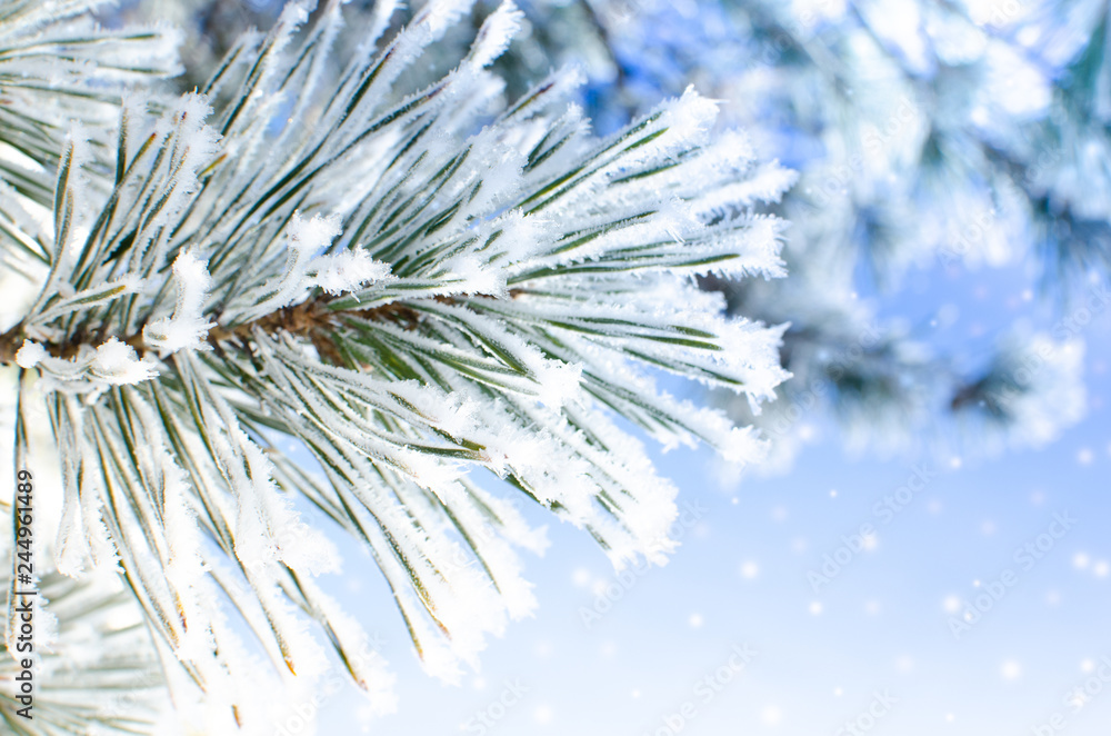 Frozen covered with snow and frost tree branch. Frozen covered with snow and frost tree branch.