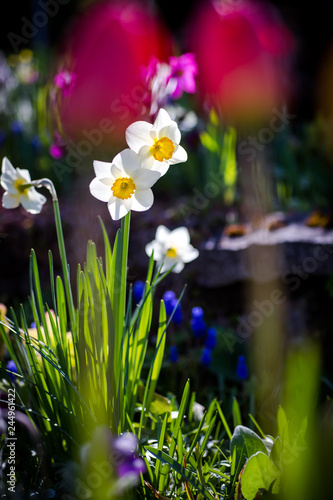 Fototapeta Naklejka Na Ścianę i Meble -  Bunte Frühlingsblumen