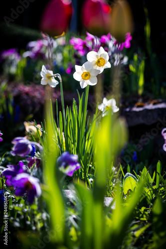 Fototapeta Naklejka Na Ścianę i Meble -  Frühlingsblumen im Garten