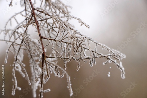 Frozen branch 2