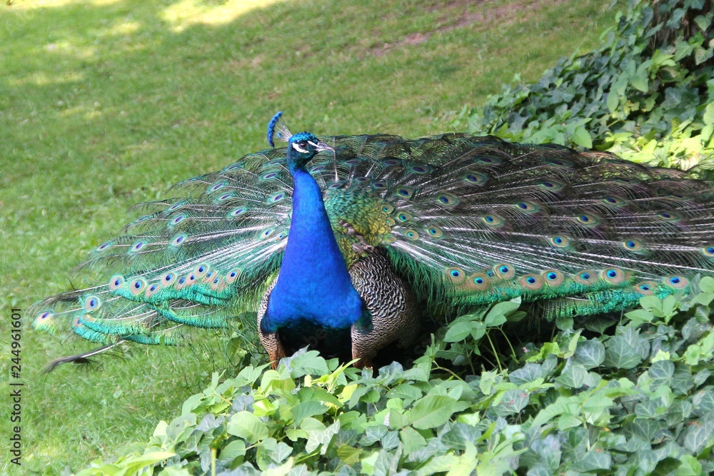 peacock, bird, animal, nature, feather, beautiful, birds, colorful, beauty,  tail, color, head, grass, beak, zoo, animals, plumage Stock Photo | Adobe  Stock