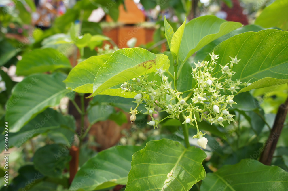 Bread Flower or Vallaris Glabra plant. In Malay it is called Kesidang. Growing up in tropical regions. Widely used as herbs in traditional medicine. Bread Flower or Vallaris Glabra plant. In Malay it is called Kesidang. Growing up in tropical regions. Widely used as herbs in traditional medicine.
