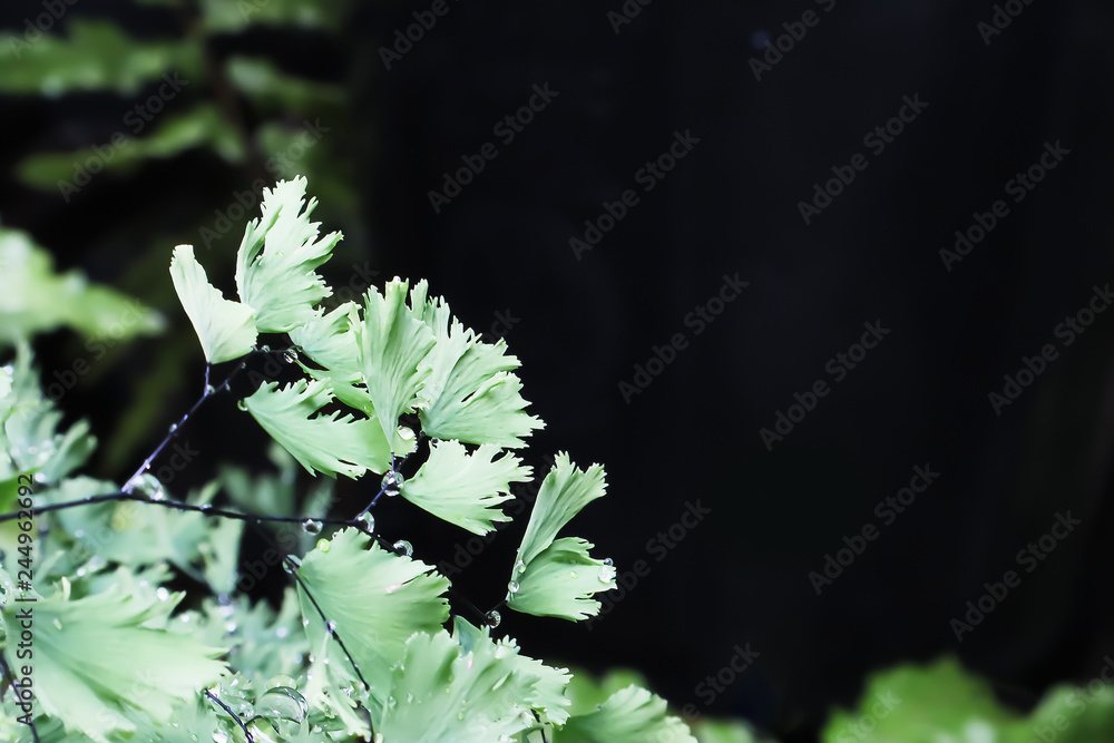 Closeup on Beautiful freshness fern leaves on summer outdoor garden blur background. Closeup on Beautiful freshness fern leaves on summer outdoor garden blur background.
