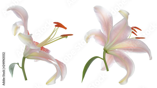 light pastel pink lily