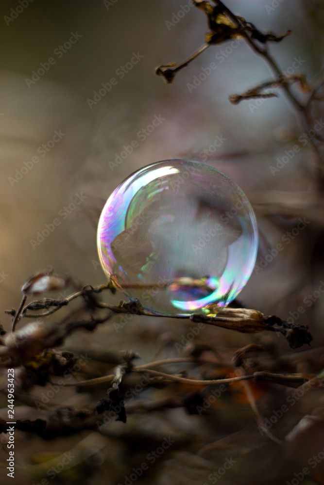 soap bubble in nature in winter soap bubble in nature in winter
