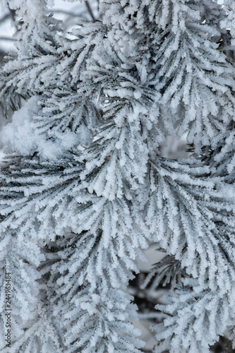 trees in hoarfrost